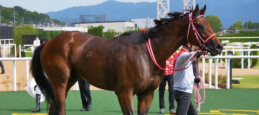 Last Updated Odds to Win the Kentucky Derby